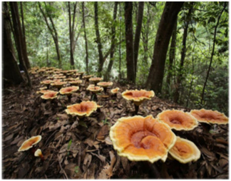 Ganoderma plants